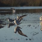 Aves de mi lagunita