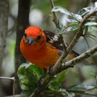 Aves de Panamá