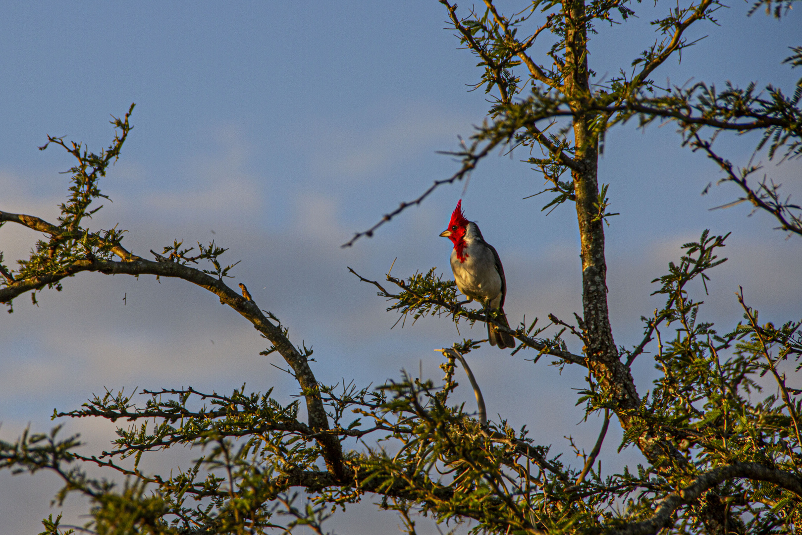 AVES DEL IBERA I