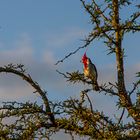 AVES DEL IBERA I