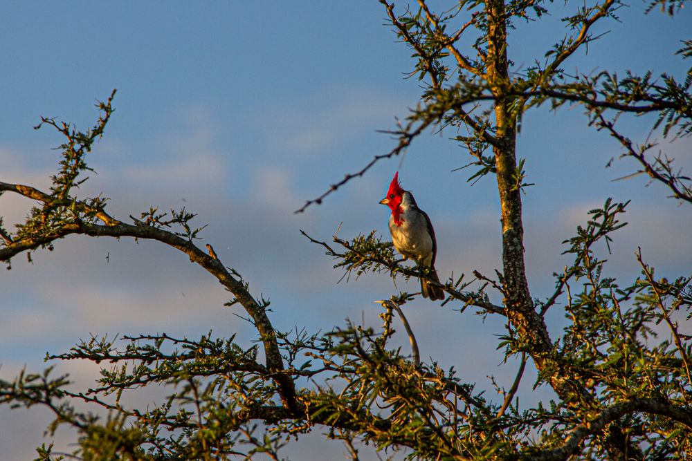 AVES DEL IBERA I