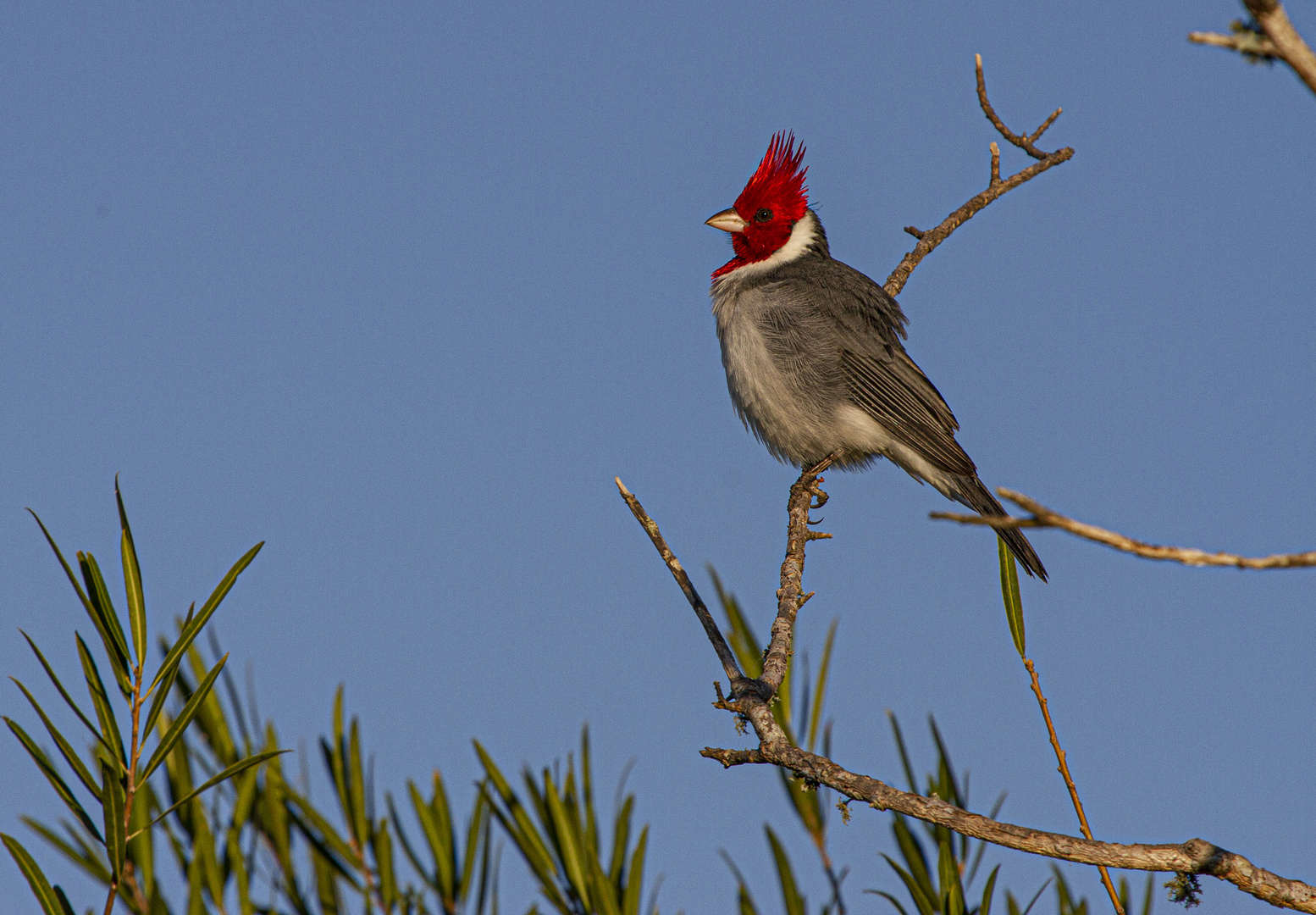 AVES DEL IBERA II