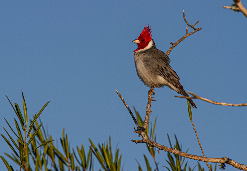 AVES DEL IBERA II