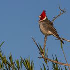 AVES DEL IBERA II