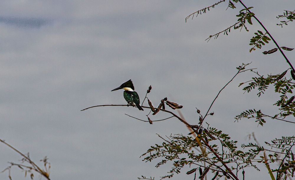 AVES DEL IBERA III