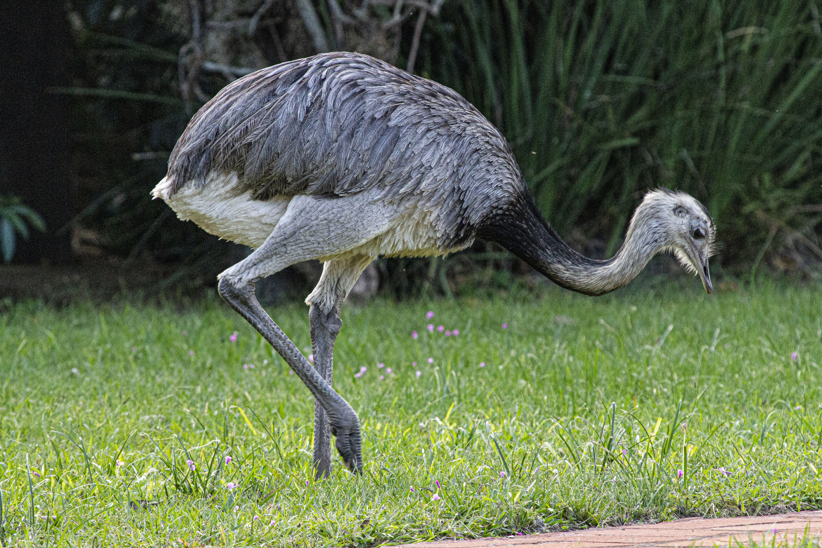 AVES DEL IBERA IX