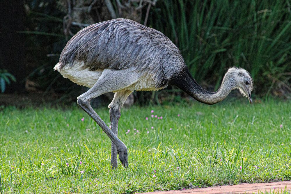 AVES DEL IBERA IX