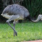 AVES DEL IBERA IX