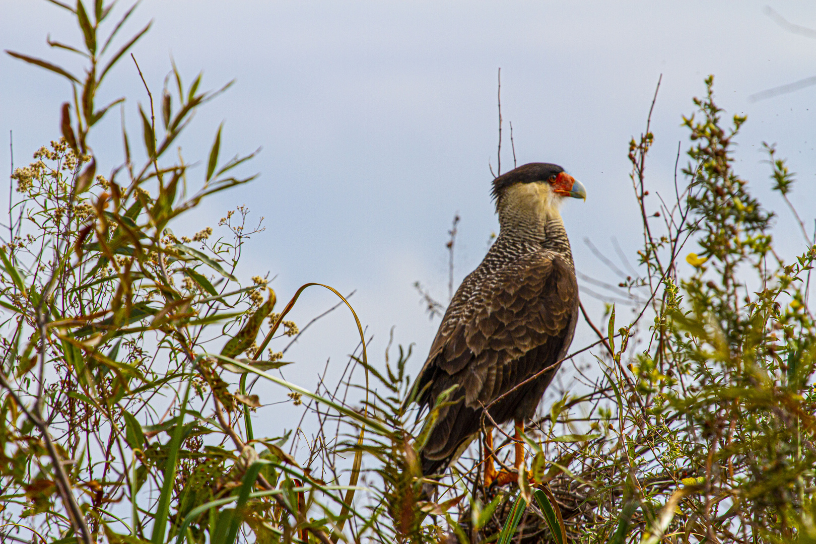 AVES DEL IBERA V