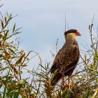 AVES DEL IBERA V