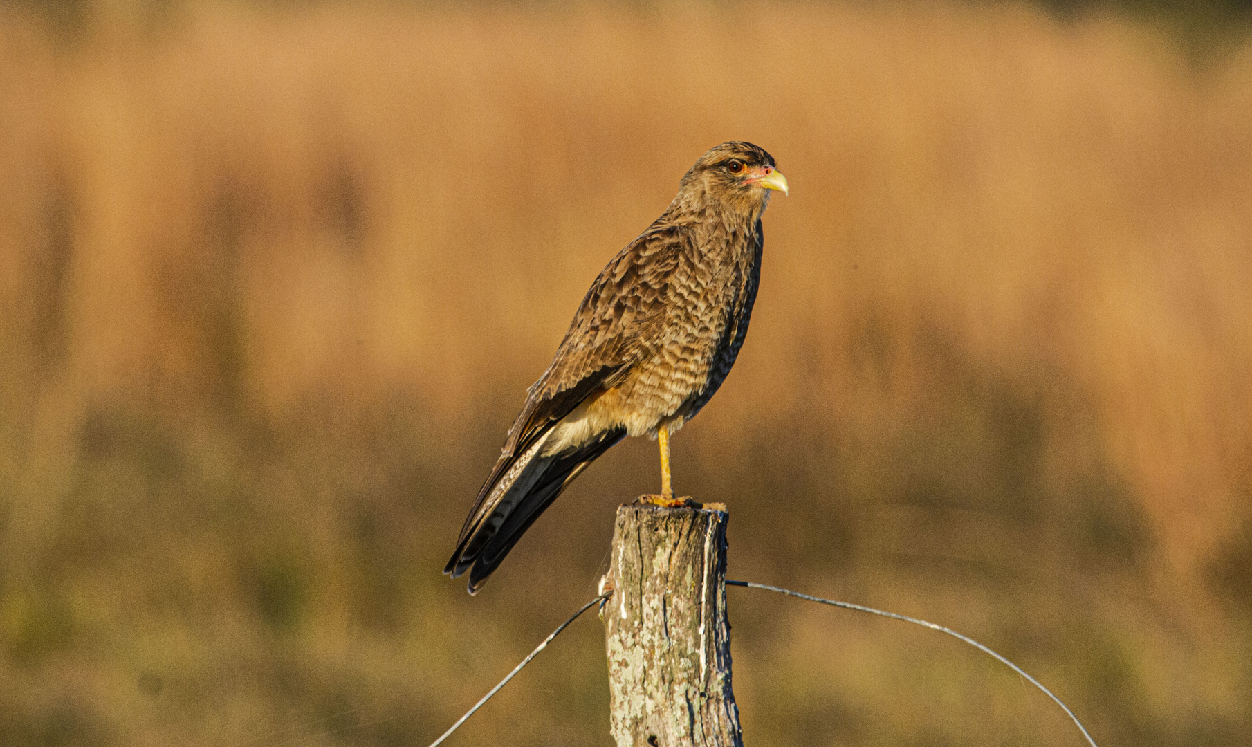 AVES DEL IBERA VI