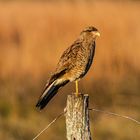 AVES DEL IBERA VI