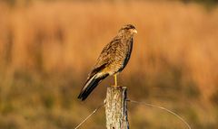 AVES DEL IBERA VI