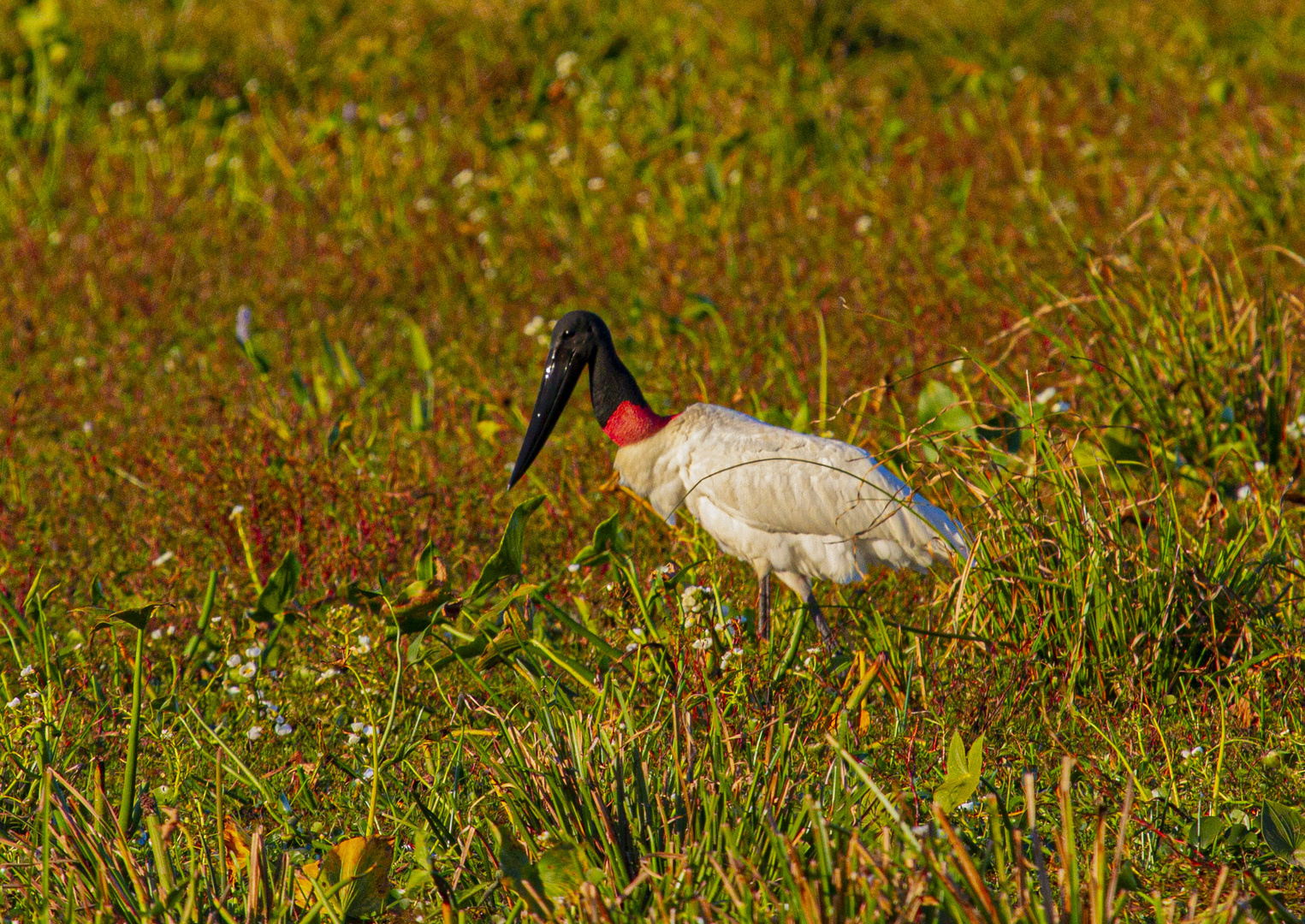 AVES DEL IBERA VII