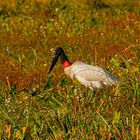 AVES DEL IBERA VII