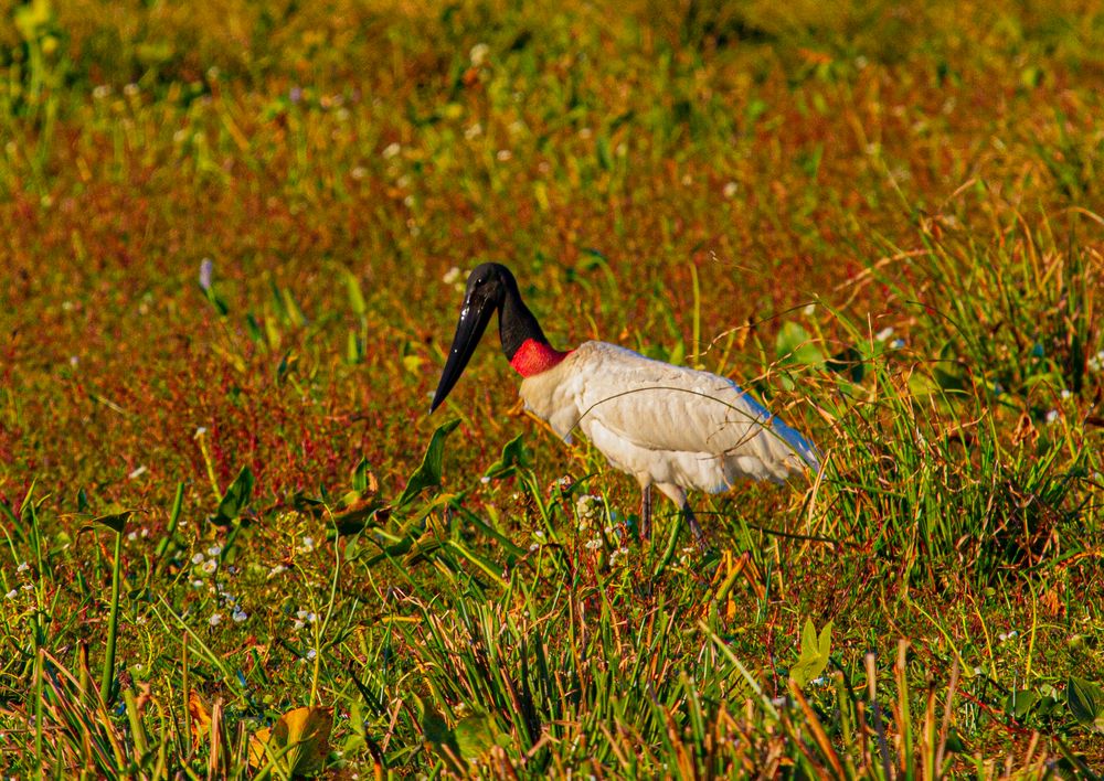 AVES DEL IBERA VII