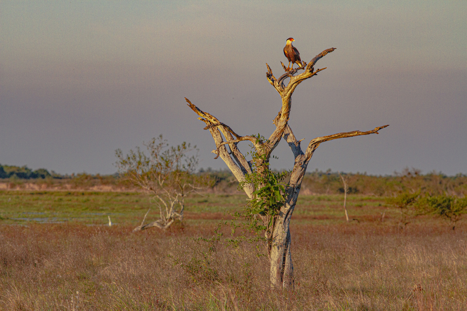 AVES DEL IBERA VIII