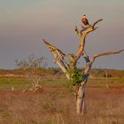 AVES DEL IBERA VIII