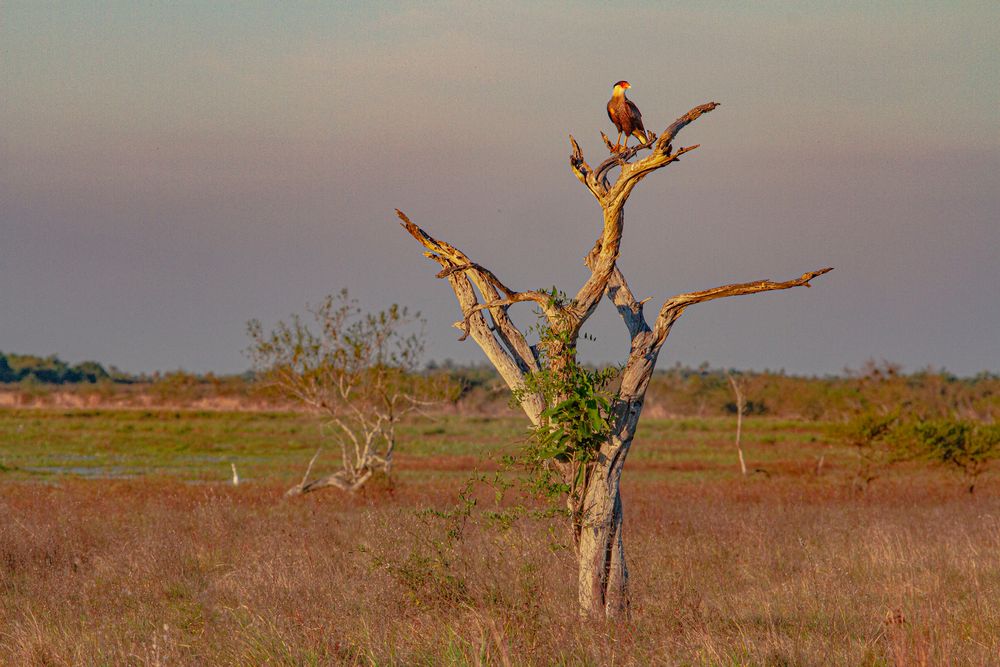 AVES DEL IBERA VIII