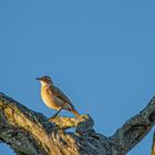 AVES DEL IBERA XI