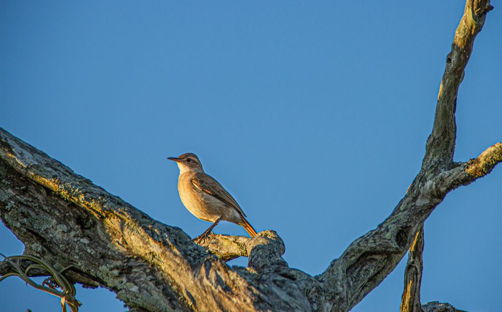 AVES DEL IBERA XI