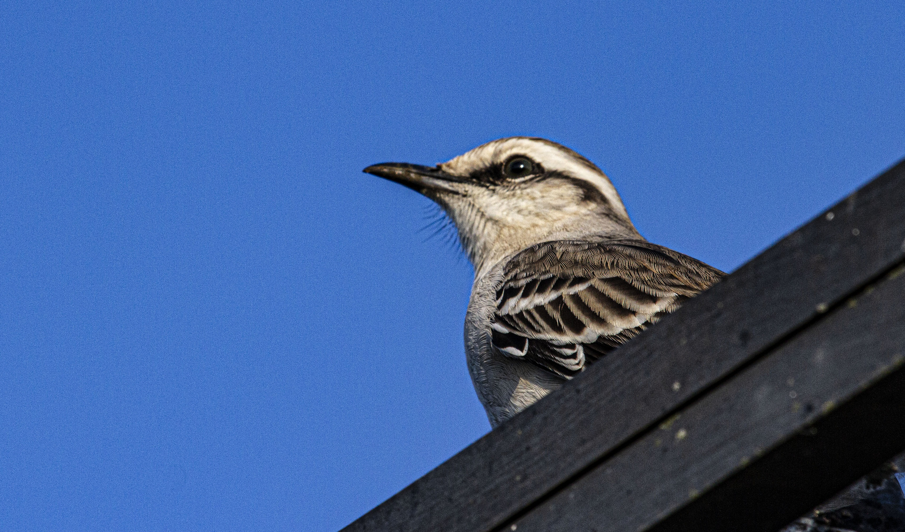 AVES DEL IBERA XII