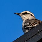 AVES DEL IBERA XII