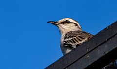 AVES DEL IBERA XII