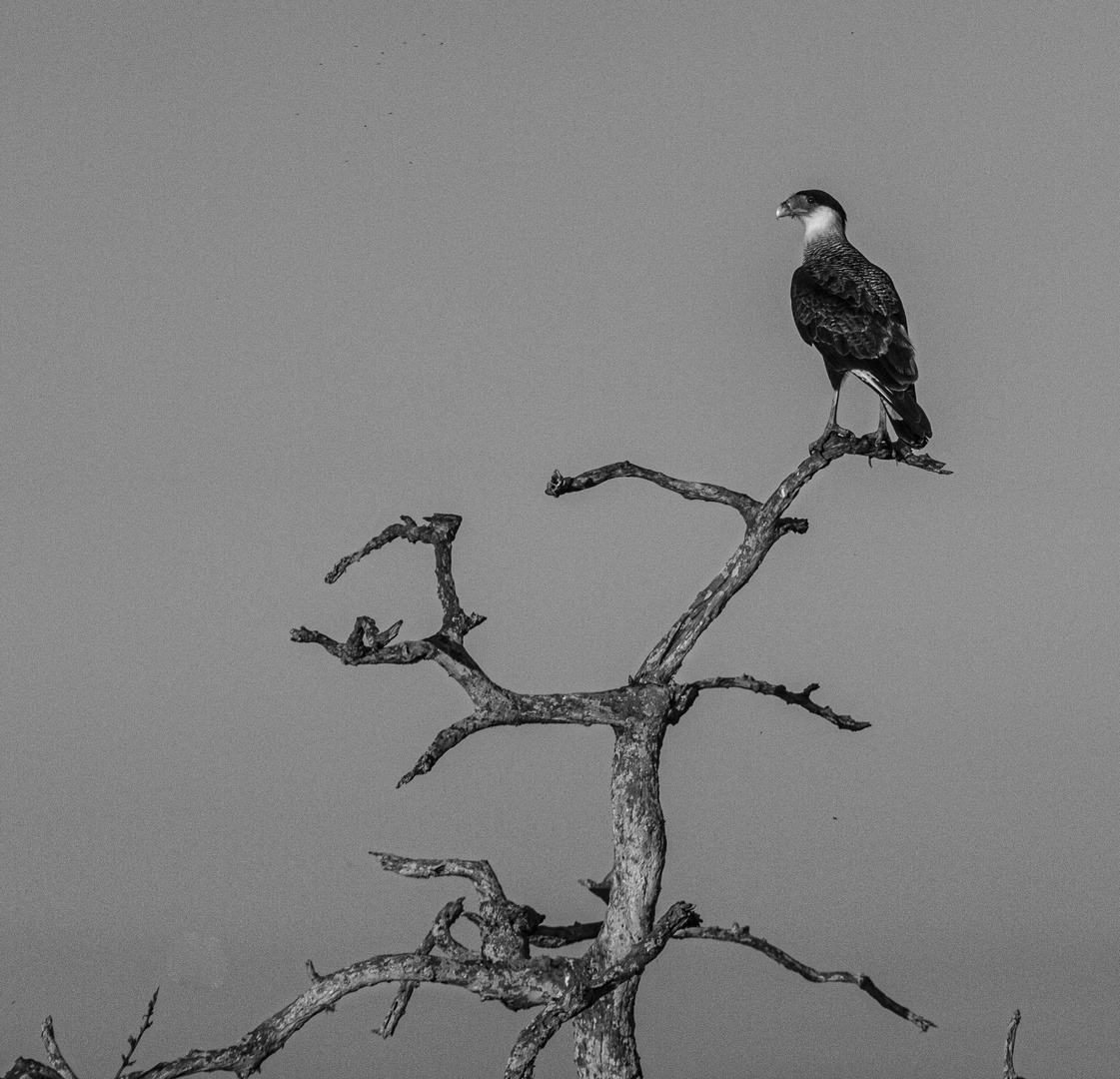 AVES DEL IBERA XIII