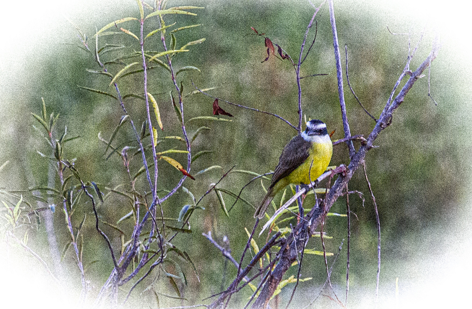 AVES DEL IBERA XIV