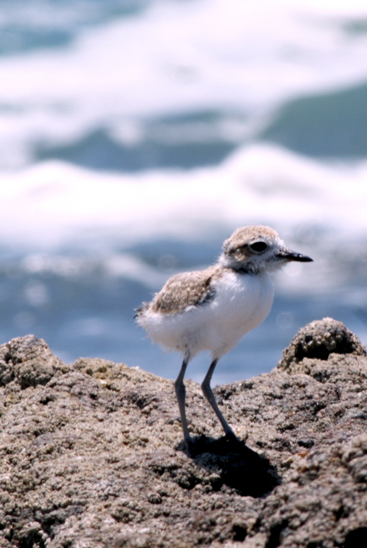 aves del mar 2