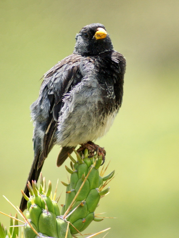 Aves del Sur de Peru