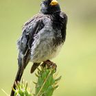 Aves del Sur de Peru