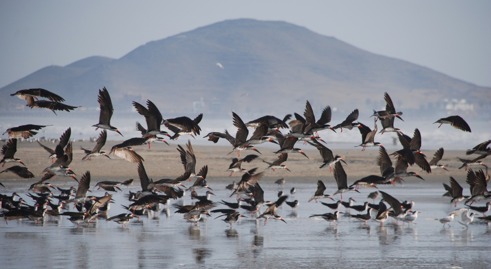 Aves en Cerro Colorado