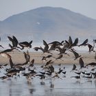 Aves en Cerro Colorado