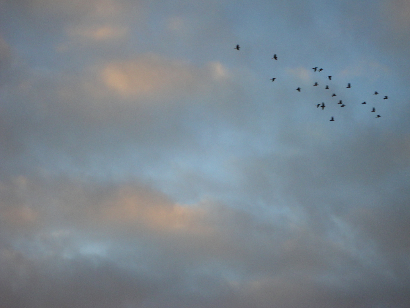 Aves en el Cielo