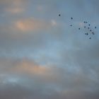 Aves en el Cielo