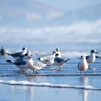 Aves en la orilla