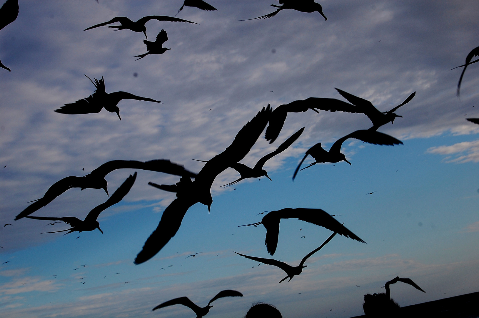 aves en vuelo