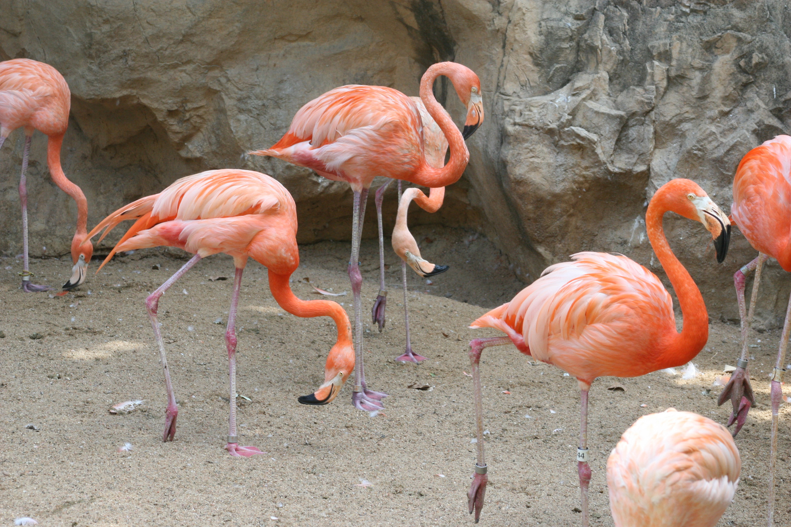 AVES EN ZOOLOGICO DE SAN ANTONIO