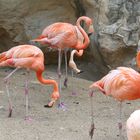 AVES EN ZOOLOGICO DE SAN ANTONIO