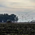 Aves ... luego del arado 