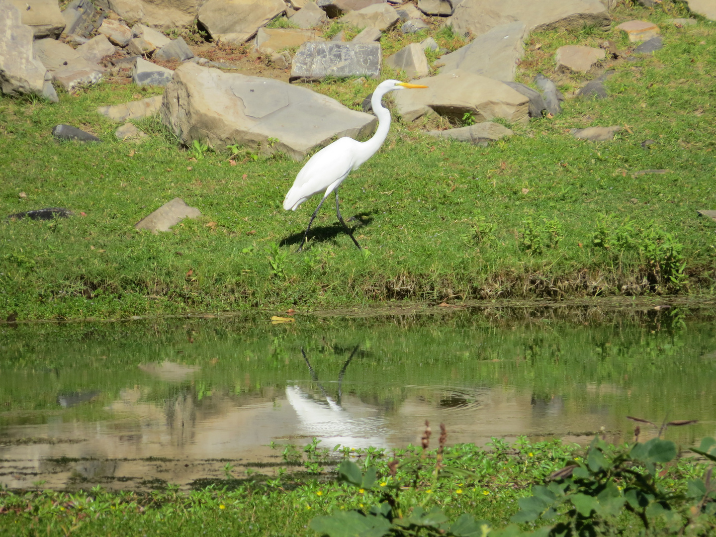 Aves silvestres