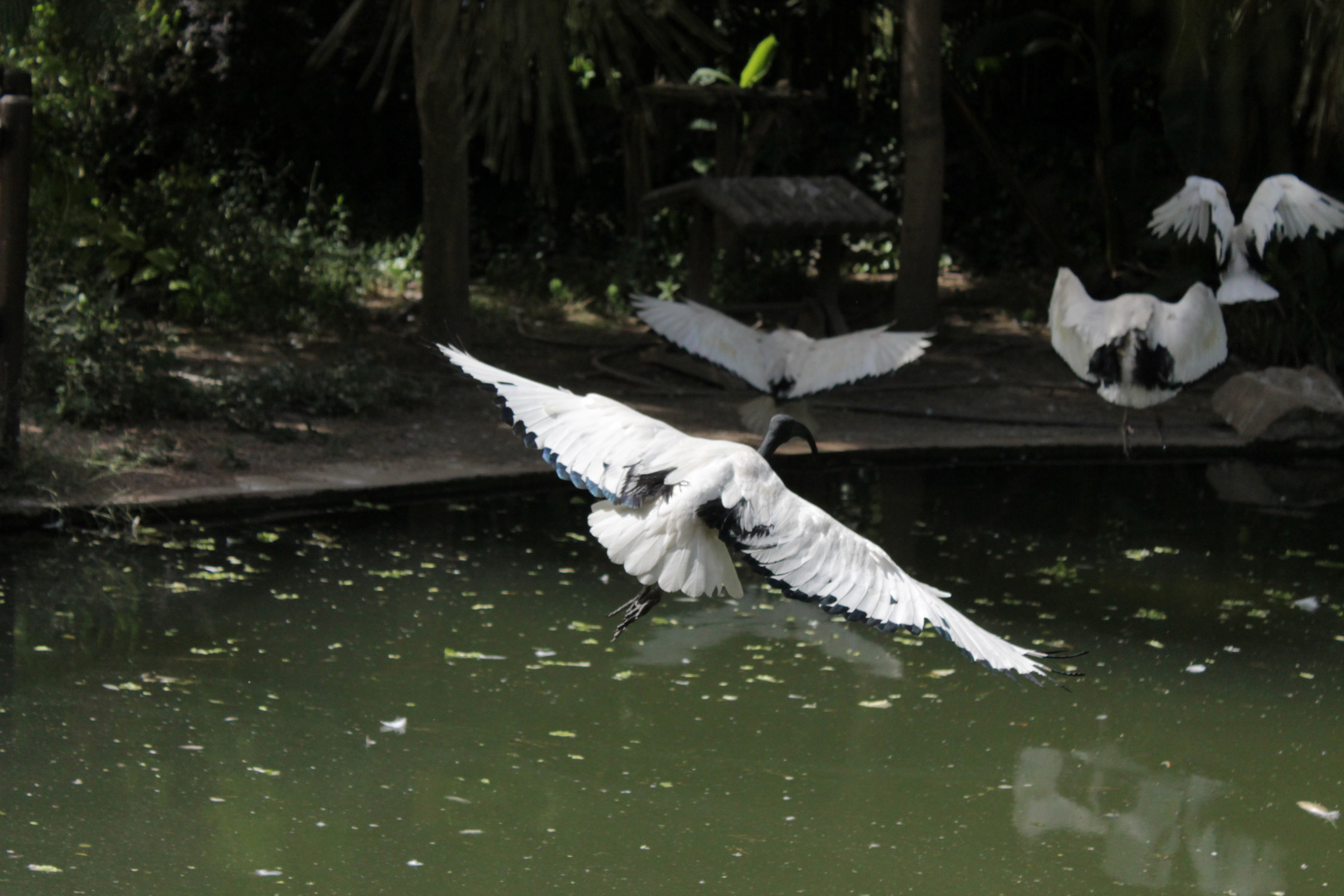 aves volando