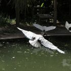 aves volando