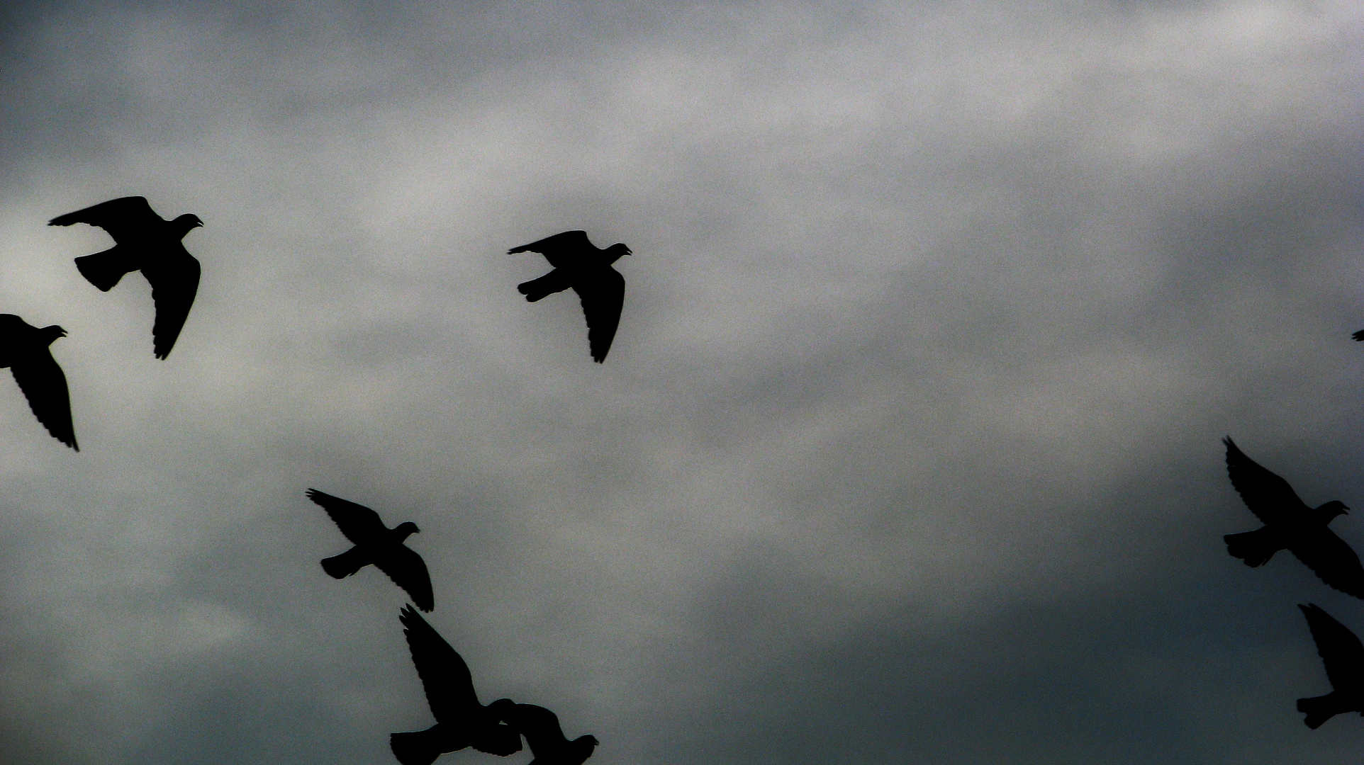 Aves y paisajes