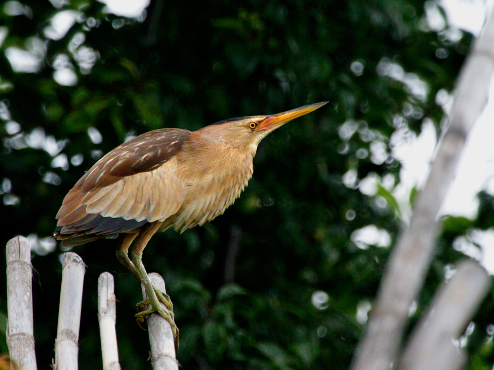 avetorillo (Ixobrychus minutus)