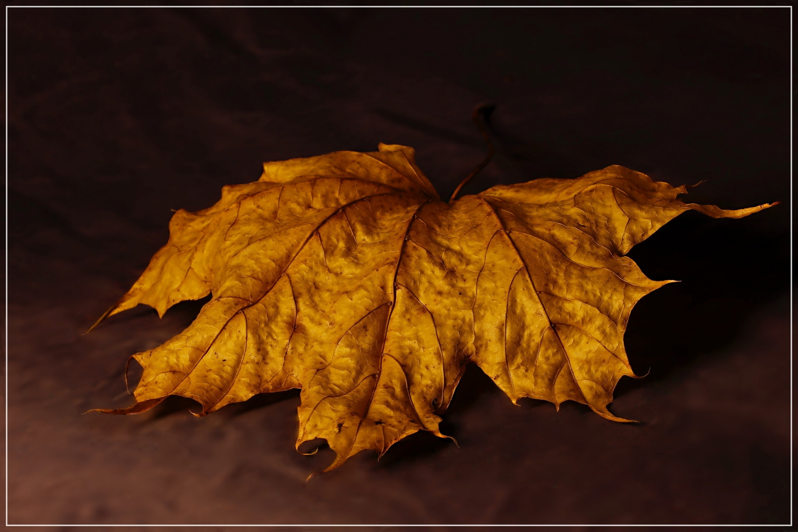 Avevano modo così delicato di lasciare l'Albero...