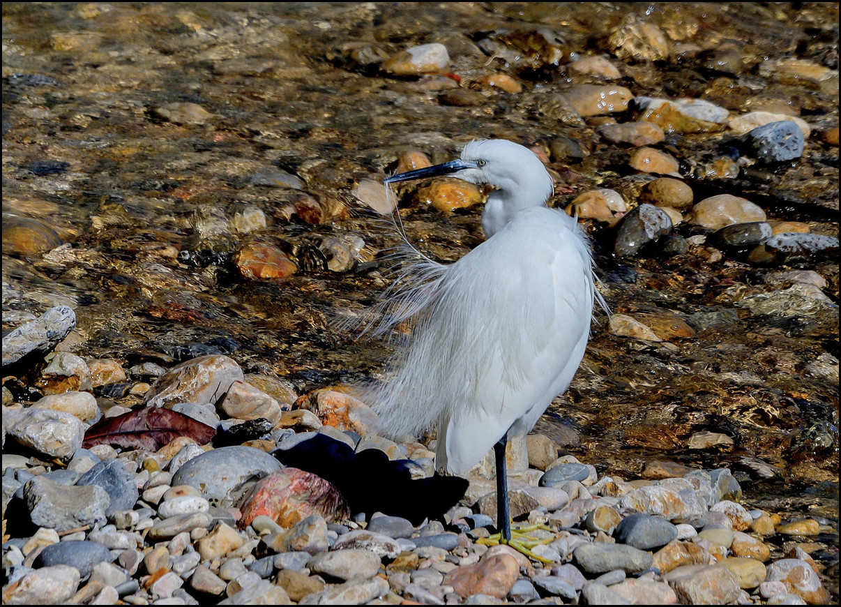 Avez vous remarqué mon beau plumage?