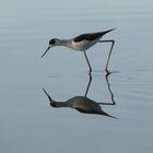 Aviador - Albufera Mallorca